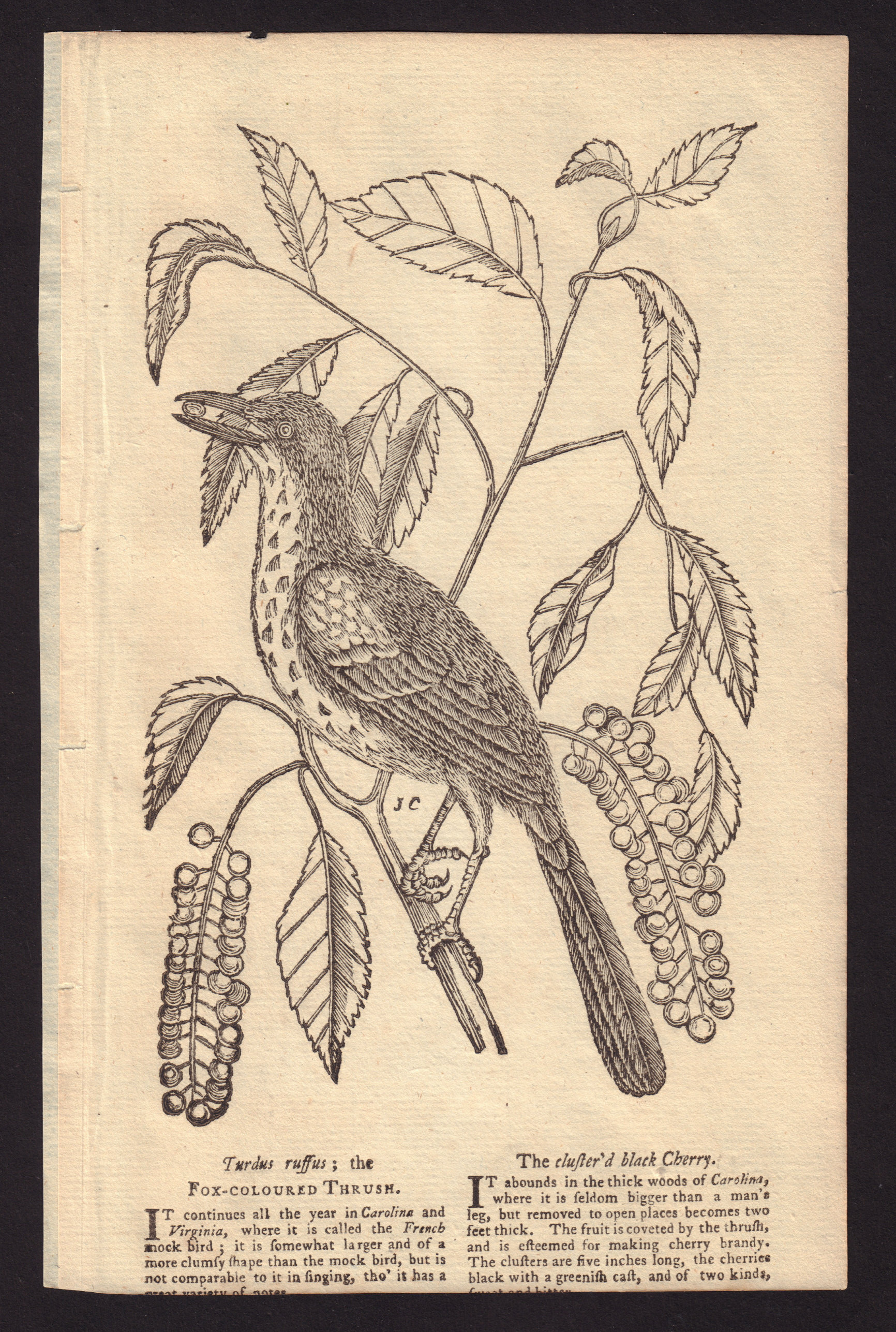 The Fox Coloured Thrush and the clustered black cherry. GENTS MAG 1752 print