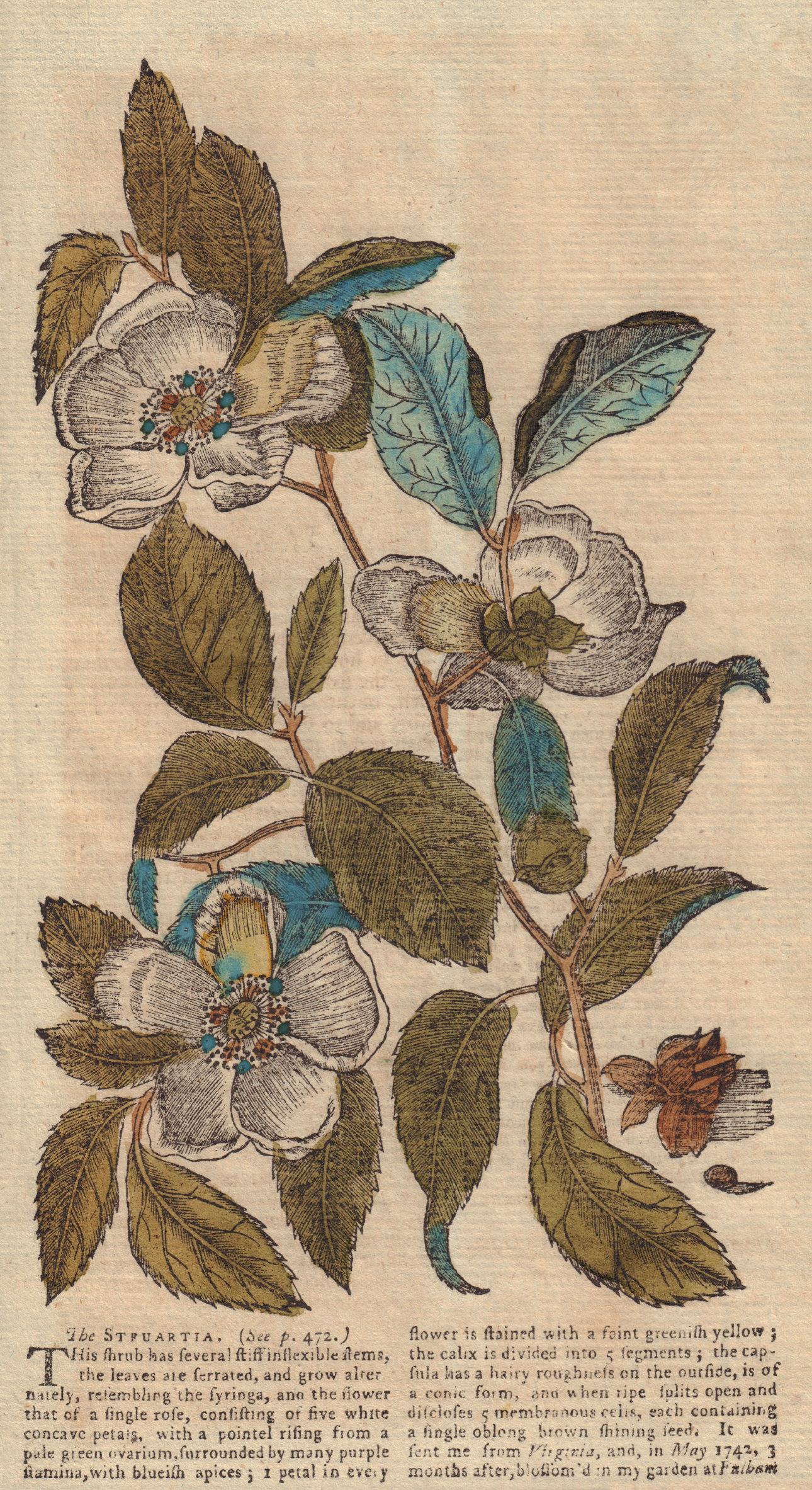 Associate Product The Shrub The Steuartia (Malachodendrum). Flowers. GENTS MAG 1753 old print