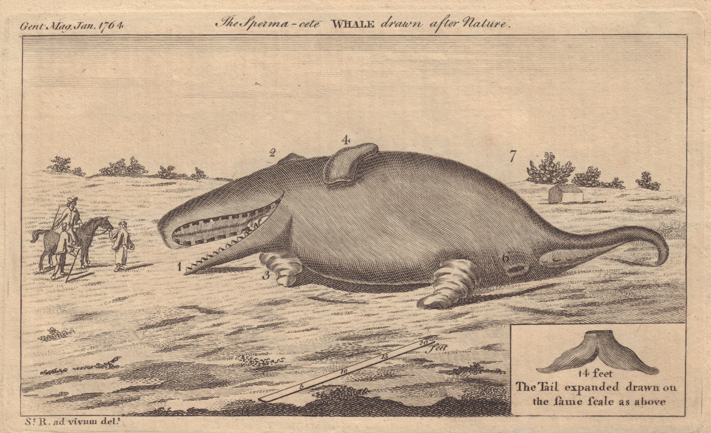A Spermaceti Whale thrown ashore near Whitstable in Kent. Beached whale 1764