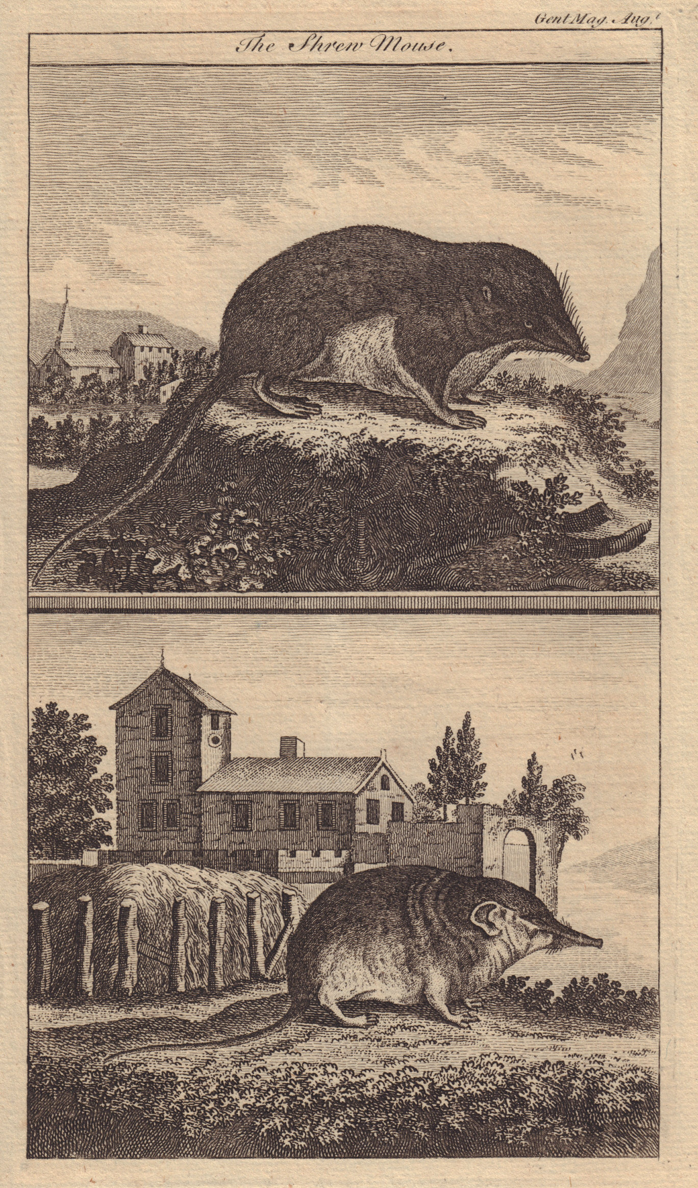 Associate Product Two kinds of the Shrew-mouse. Sorex Araneus. Rodents. GENTS MAG 1764 old print