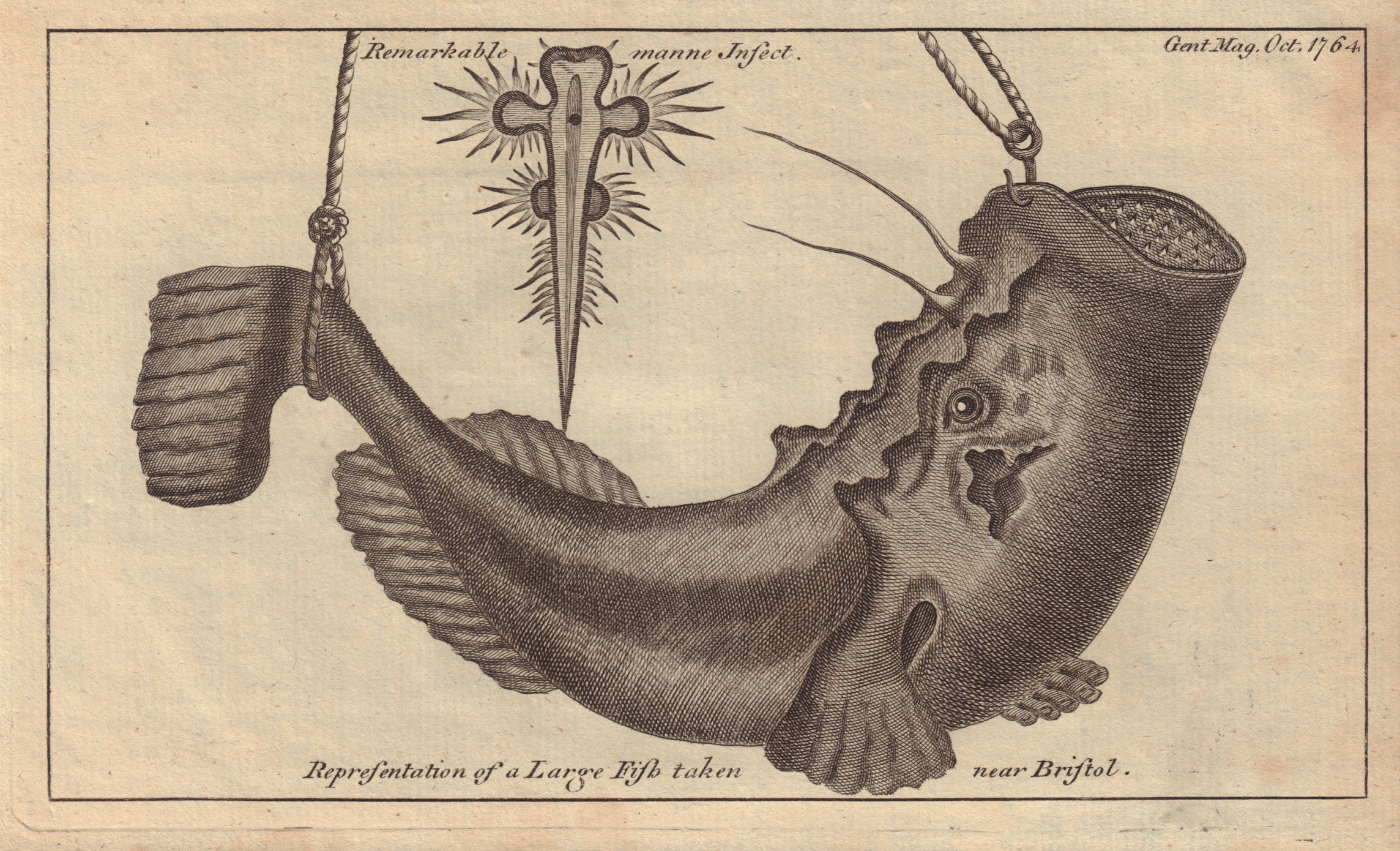 A Large Fish taken near Bristol. Remarkable manne Insect. GENTS MAG 1764 print