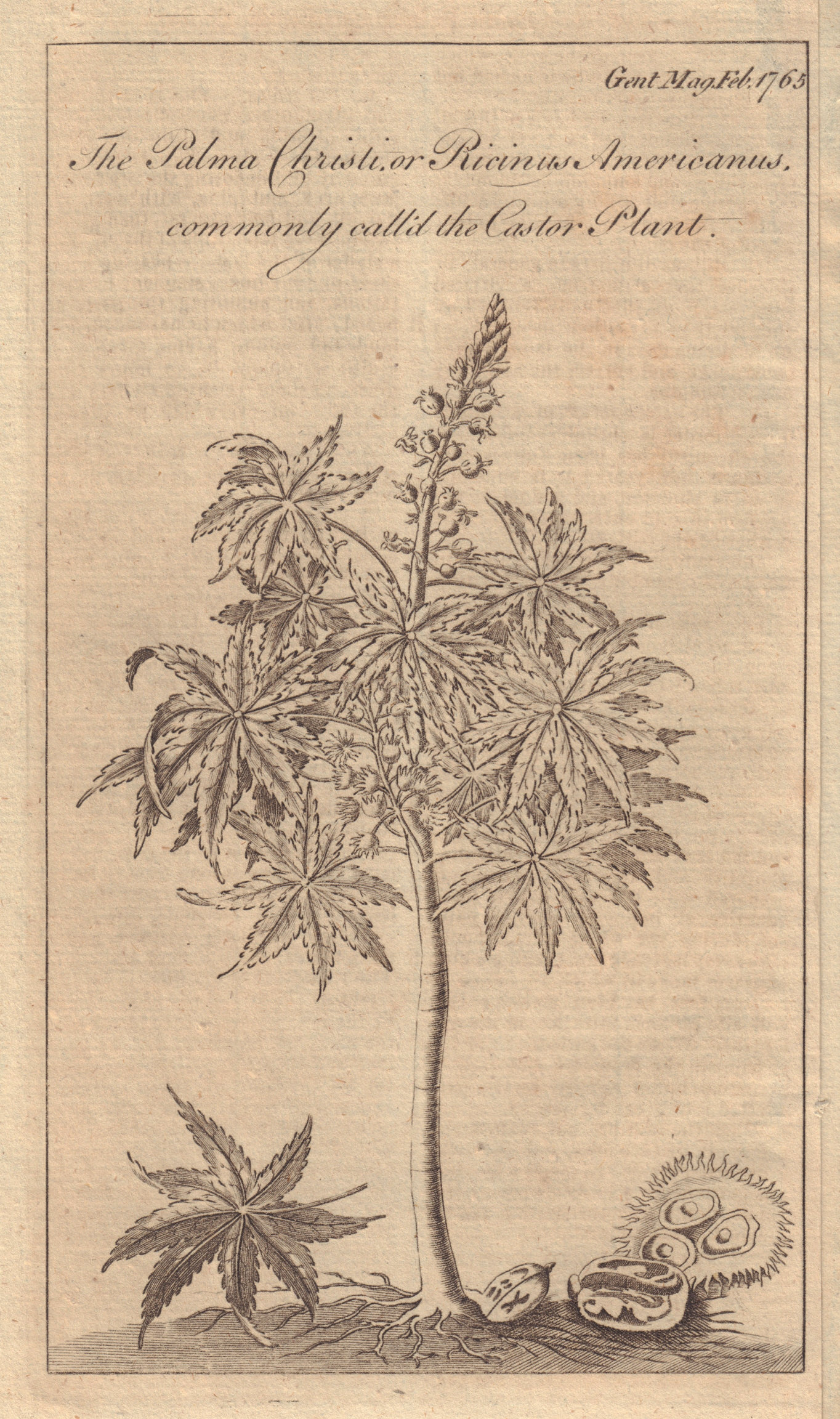 The Palma Christi or Ricinus Americanus commonly called the Castor Plant 1765