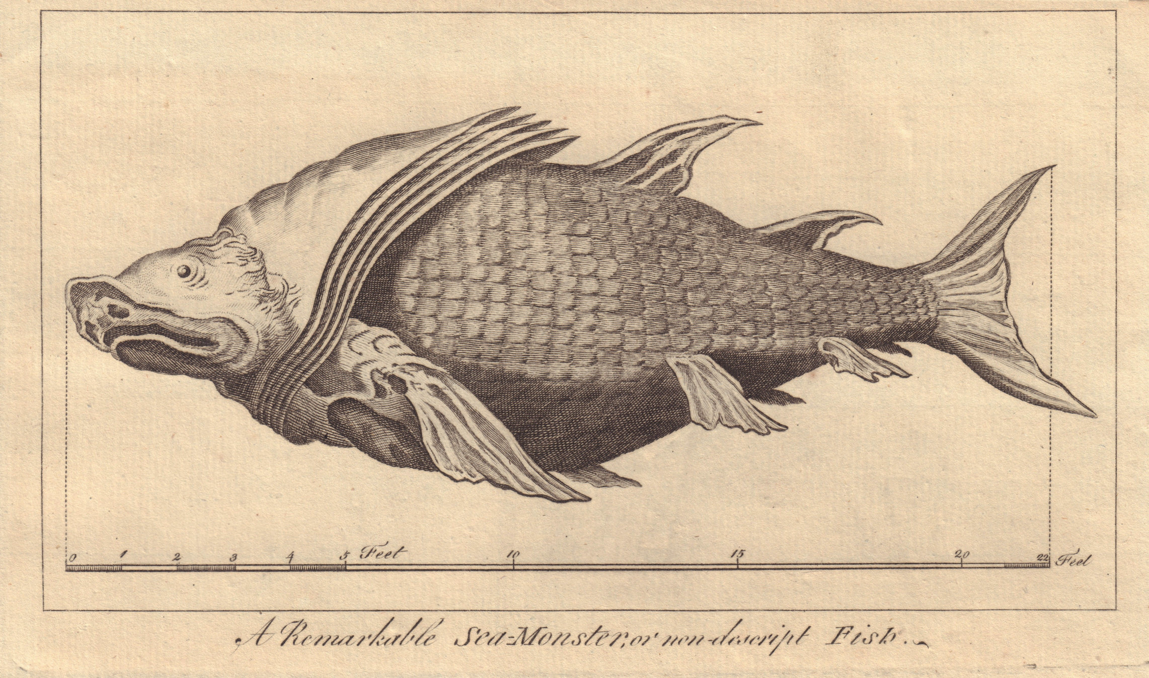 A Remarkable Sea-Monster or non-described Fish taken in the Mediterranean 1766