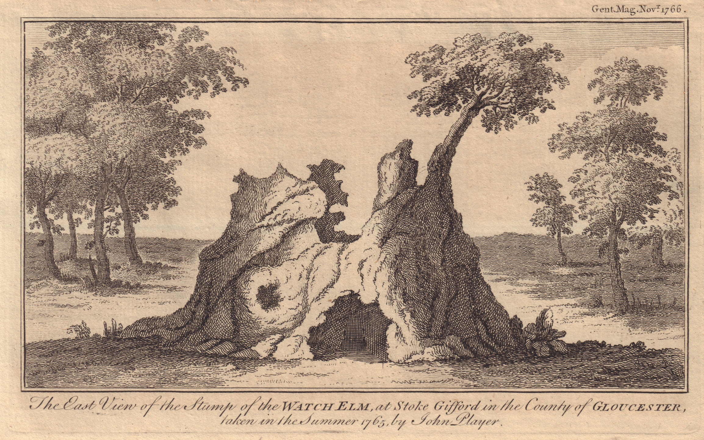Stump of the Watch Elm Tree, Stoke Gifford, Gloucestershire. GENTS MAG 1766