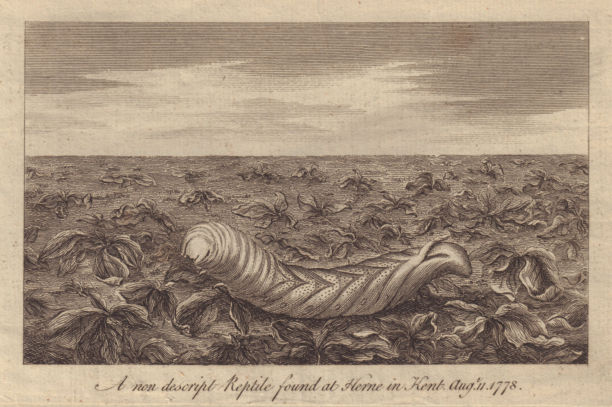 Associate Product A "Reptile" (Larva of the Moth Sphinx Atropos] found at Herne, Kent 1778 print
