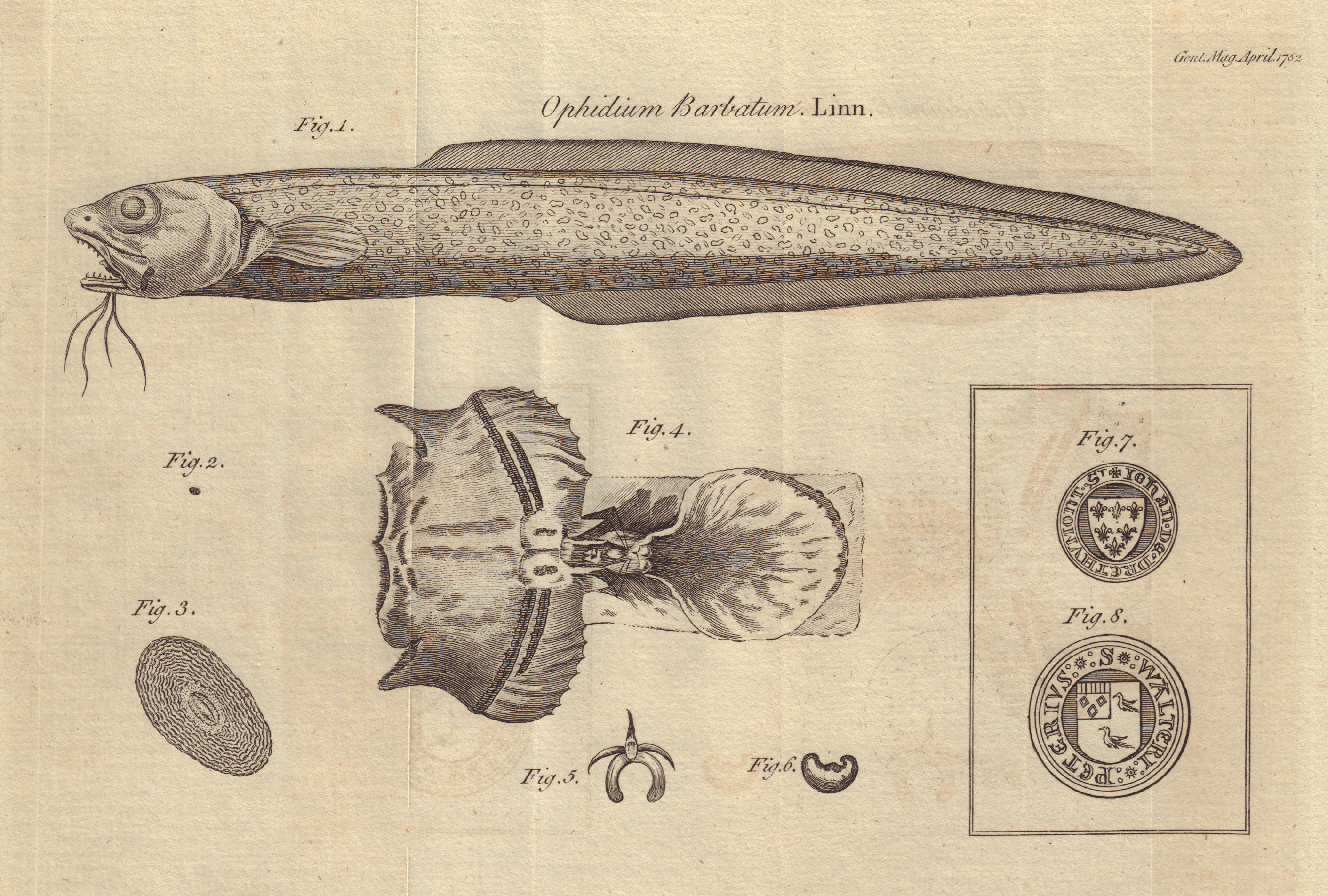 Snake blenny (Ophidion barbatum) Seal S. Johan Drethumont. Walteri Peterius 1782