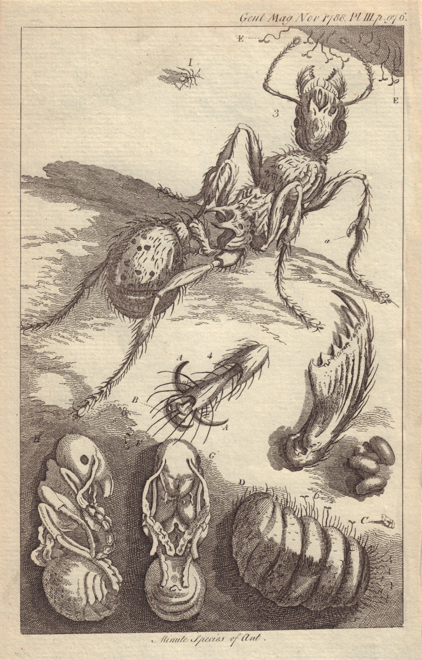 Minute Species of Ant in its larva, pupa, and imago state. GENTS MAG 1788