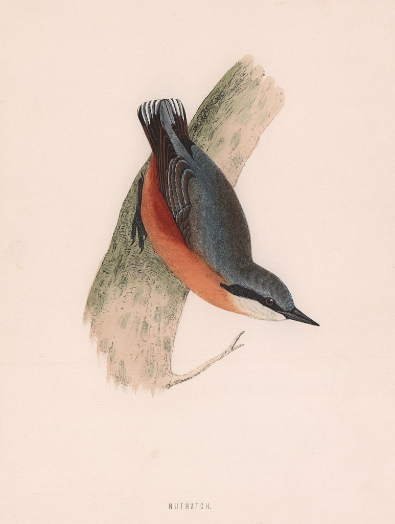 Nuthatch. Morris's British Birds. Antique colour print 1870 old