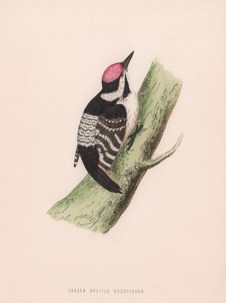 Lesser Spotted Woodpecker. Morris's British Birds. Antique colour print 1870