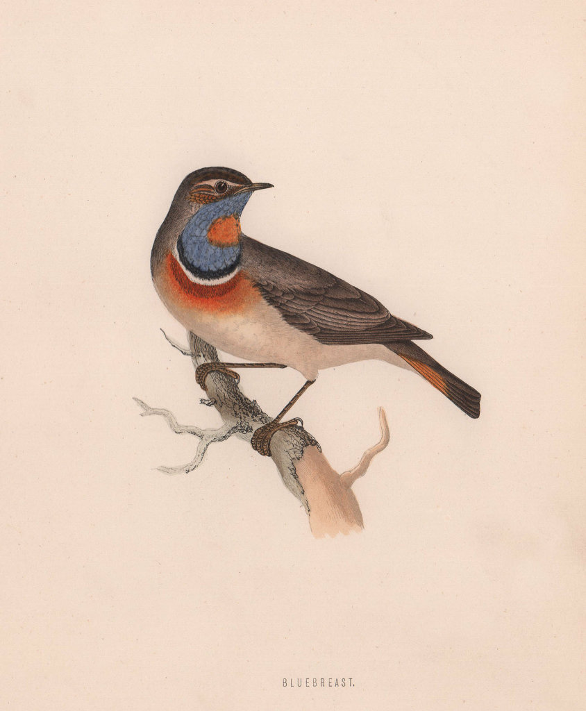 Bluebreast. Morris's British Birds. Antique colour print 1870 old