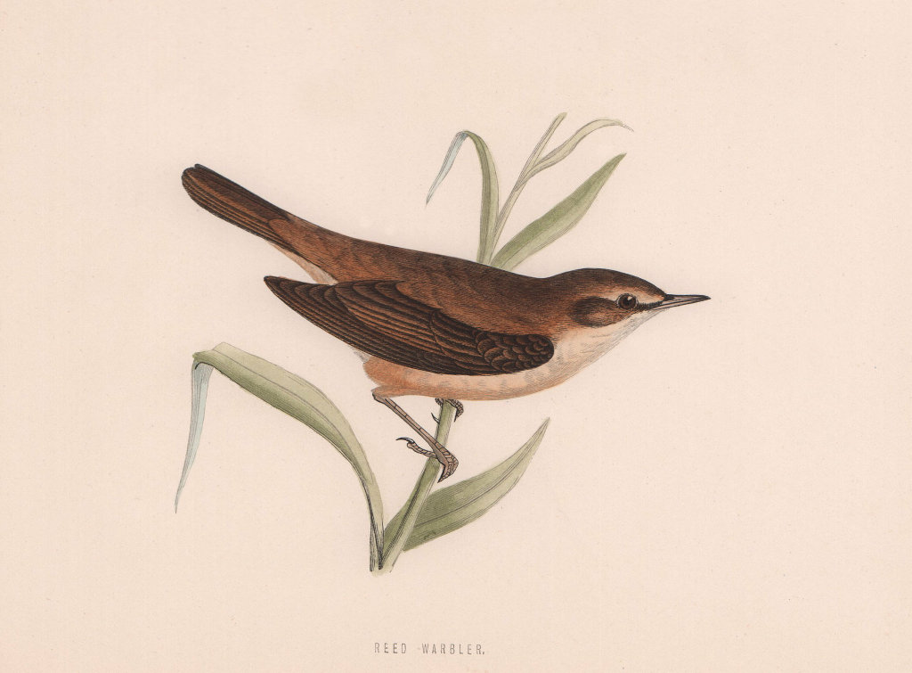 Reed Warbler. Morris's British Birds. Antique colour print 1870 old