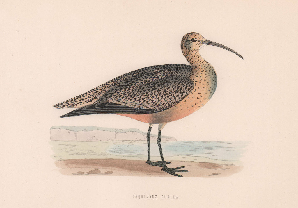 Esquimaux Curlew. Morris's British Birds. Antique colour print 1870 old