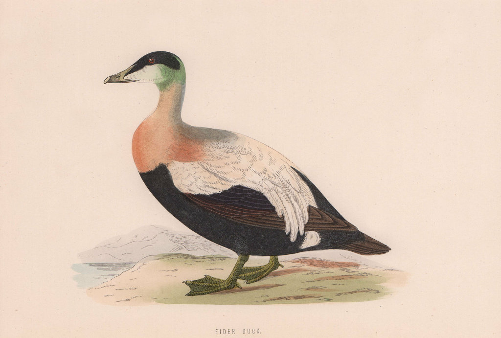 Eider Duck. Morris's British Birds. Antique colour print 1870 old