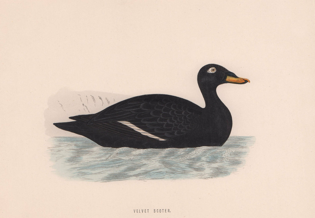 Velvet Scoter. Morris's British Birds. Antique colour print 1870 old