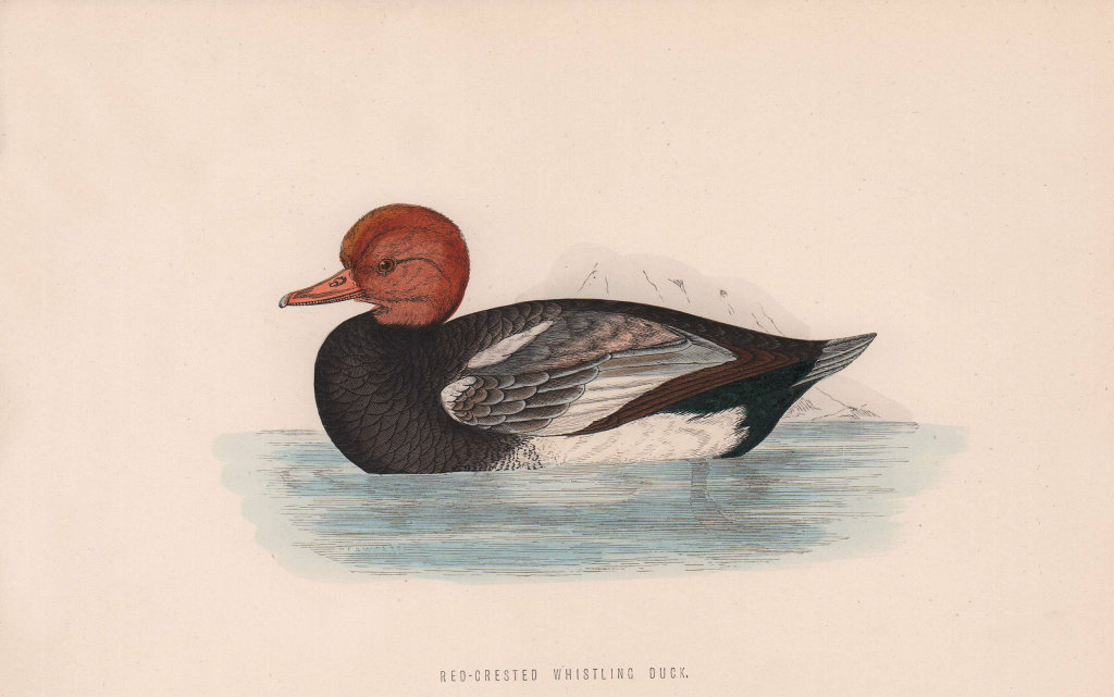 Red-Crested Whistling Duck. Morris's British Birds. Antique colour print 1870