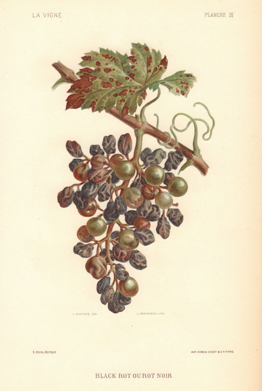 Black Rot ou Rot Noir. Grapevine diseases. Wine 1901 old antique print picture
