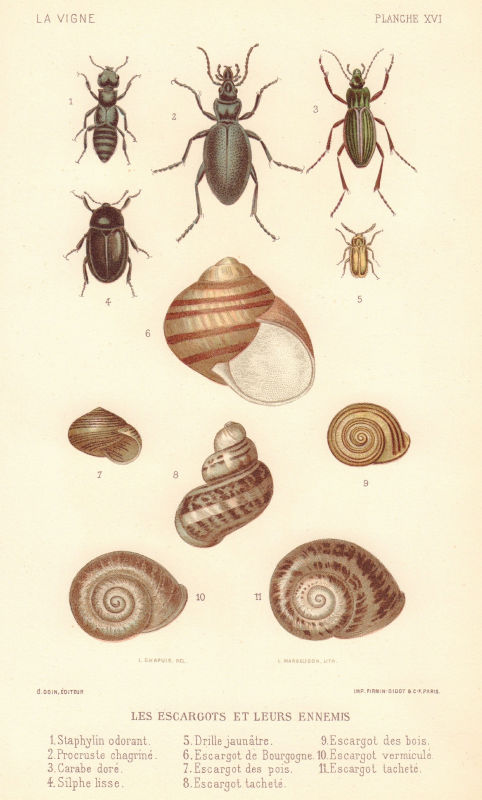 Associate Product Escargots & leurs ennemis. Snails & their enemies. Grapevine diseases. Wine 1901
