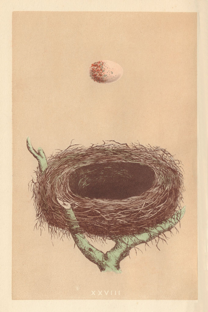 BRITISH BIRD EGGS & NESTS. Red-Backed Shrike. MORRIS 1866 old antique print
