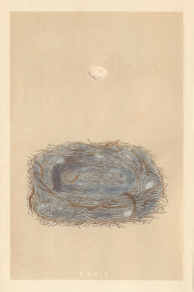BRITISH BIRD EGGS & NESTS. Marsh Tit. MORRIS 1866 old antique print picture