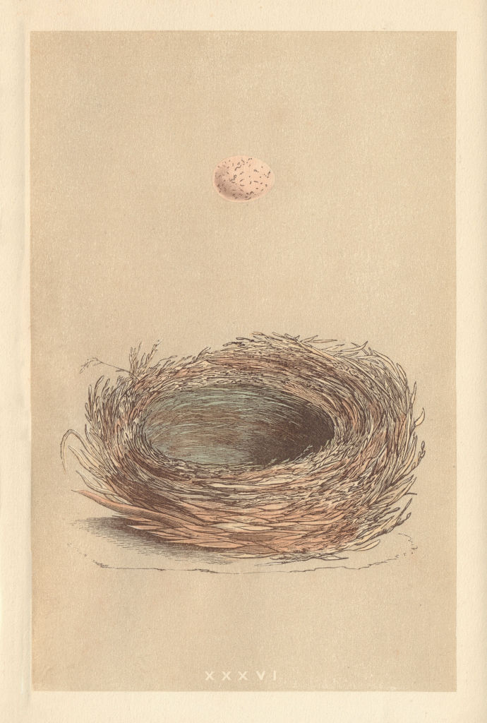 BRITISH BIRD EGGS & NESTS. Bearded Tit. MORRIS 1866 old antique print picture