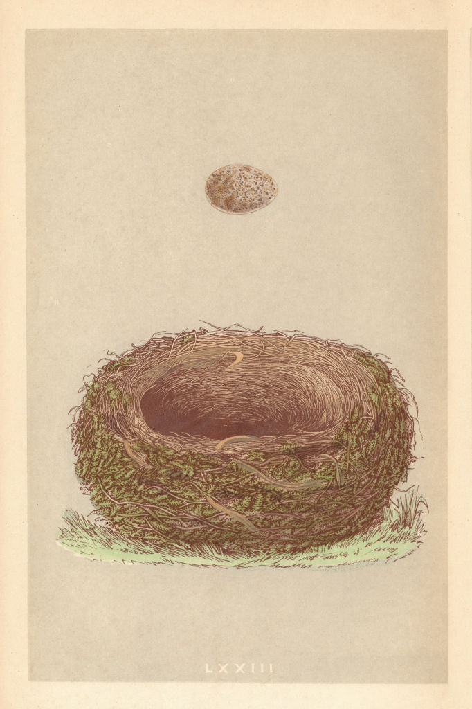 BRITISH BIRD EGGS & NESTS. Wood Lark. MORRIS 1866 old antique print picture