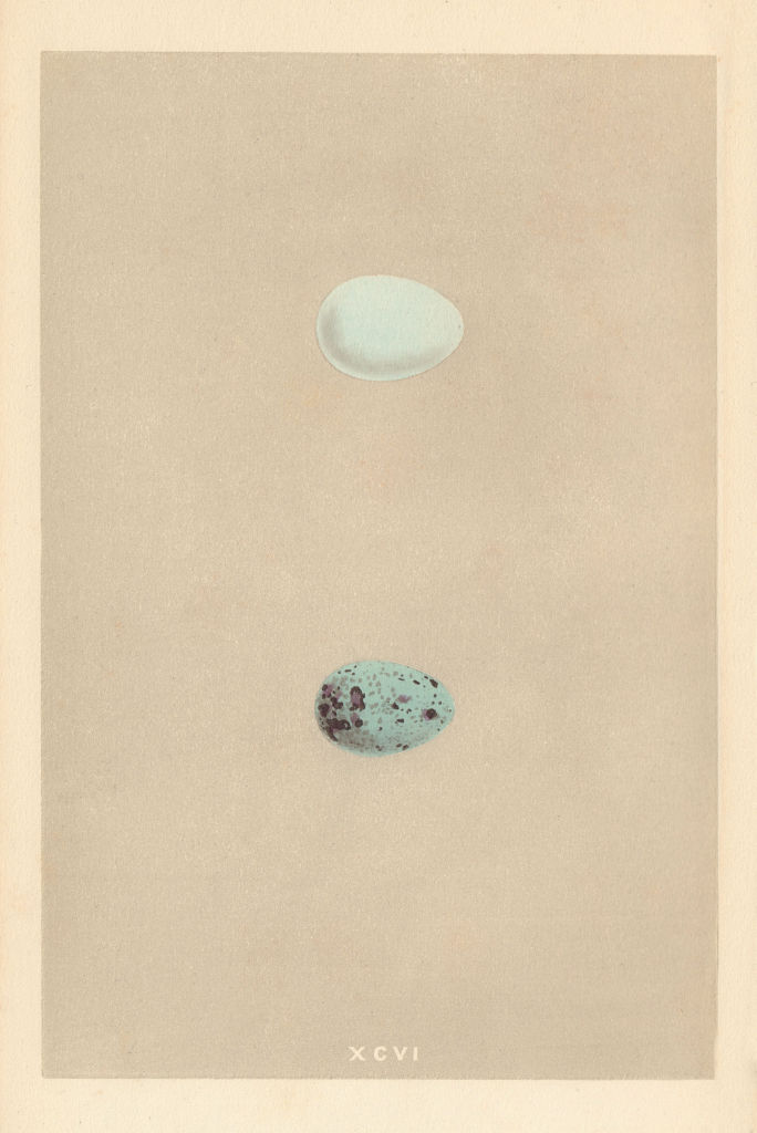 Associate Product BRITISH BIRD EGGS. Starling. Red-winged Starling. MORRIS 1866 old print