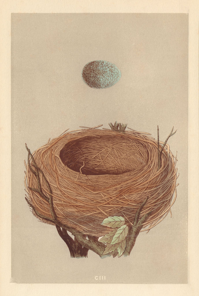BRITISH BIRD EGGS & NESTS. Blackbird. MORRIS 1866 old antique print picture