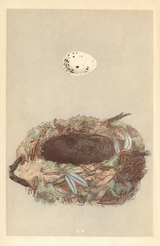 BRITISH BIRD EGGS & NESTS. Golden Oriole. MORRIS 1866 antique print