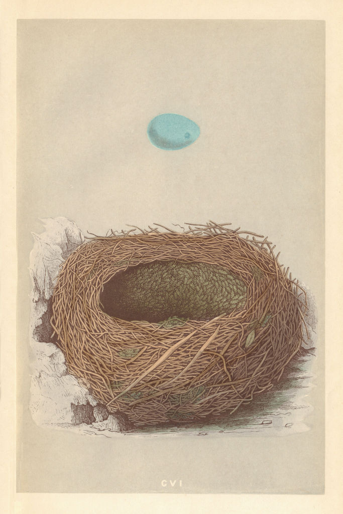 Associate Product BRITISH BIRD EGGS & NESTS. Alpine Accentor. MORRIS 1866 old antique print
