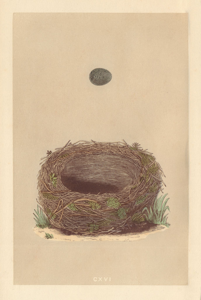BRITISH BIRD EGGS & NESTS. Sedge Warbler. MORRIS 1866 old antique print