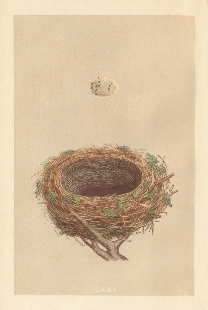 BRITISH BIRD EGGS & NESTS. Blackcap. MORRIS 1866 old antique print picture