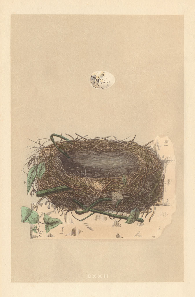 Associate Product BRITISH BIRD EGGS & NESTS. Orphean Warbler. MORRIS 1866 old antique print