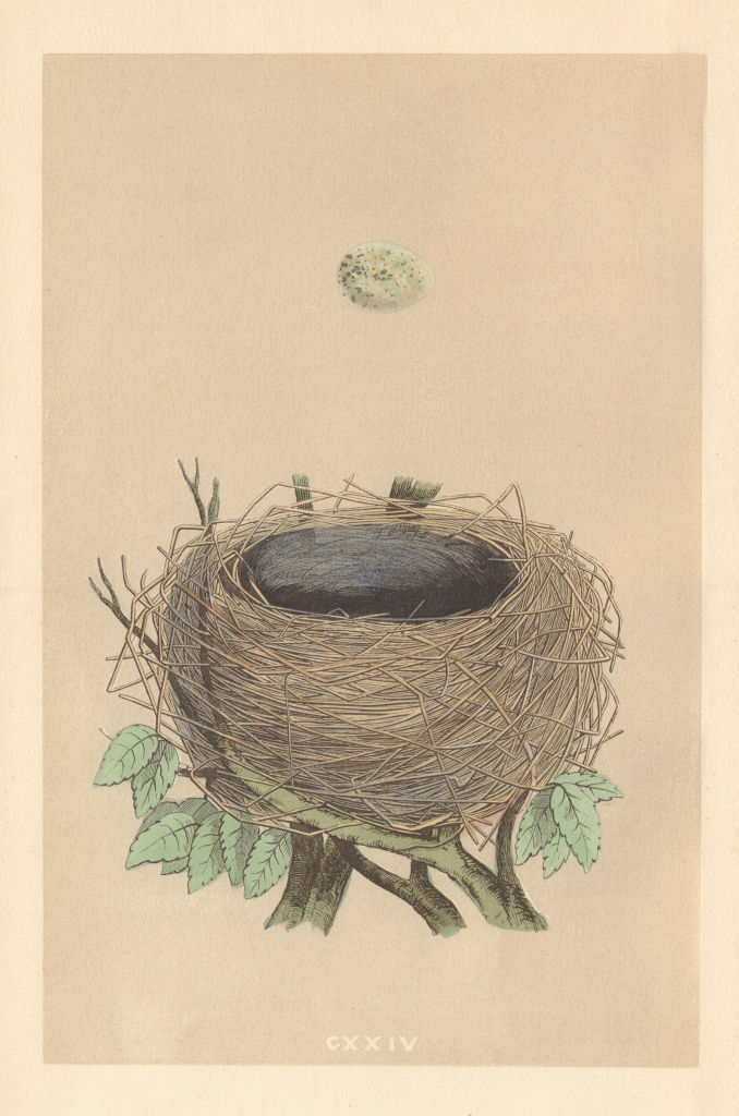Associate Product BRITISH BIRD EGGS & NESTS. Garden Warbler. MORRIS 1866 old antique print