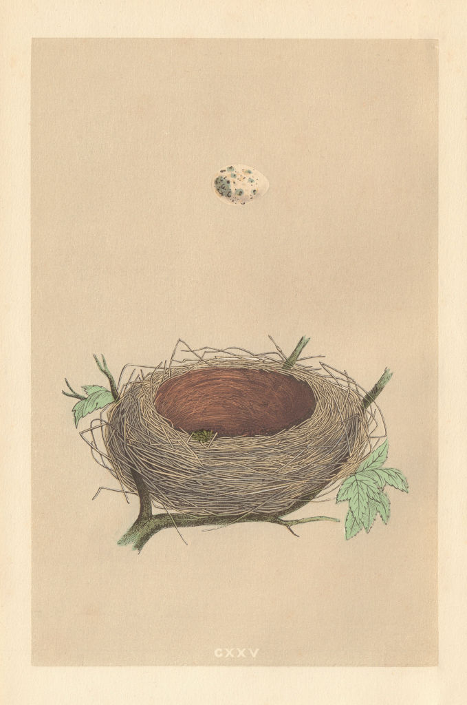 BRITISH BIRD EGGS & NESTS. Whitethroat. MORRIS 1866 old antique print picture