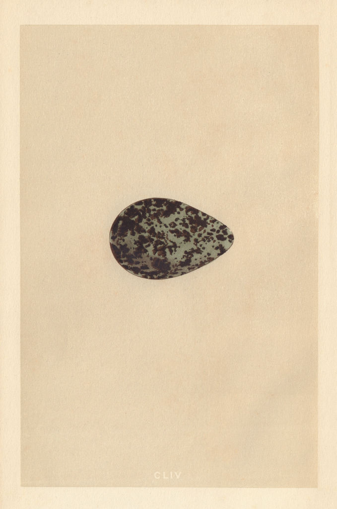 Associate Product BRITISH BIRD EGGS. Little Ringed Dotterel. Kentish Dotterel. MORRIS 1866 print