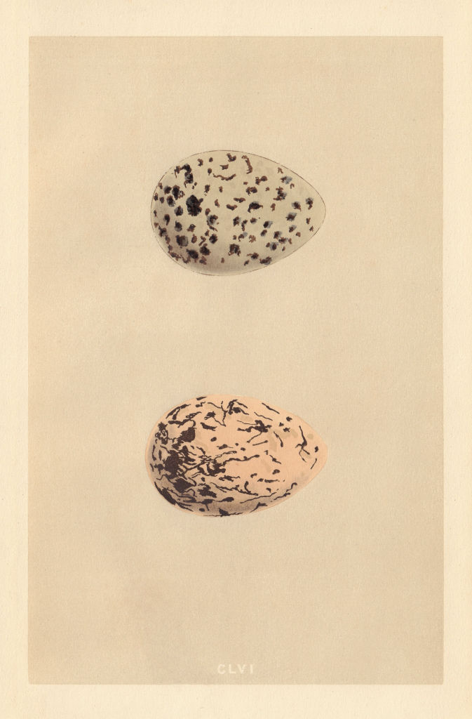 Associate Product BRITISH BIRD EGGS. Turnstone. Peewit. MORRIS 1866 old antique print picture