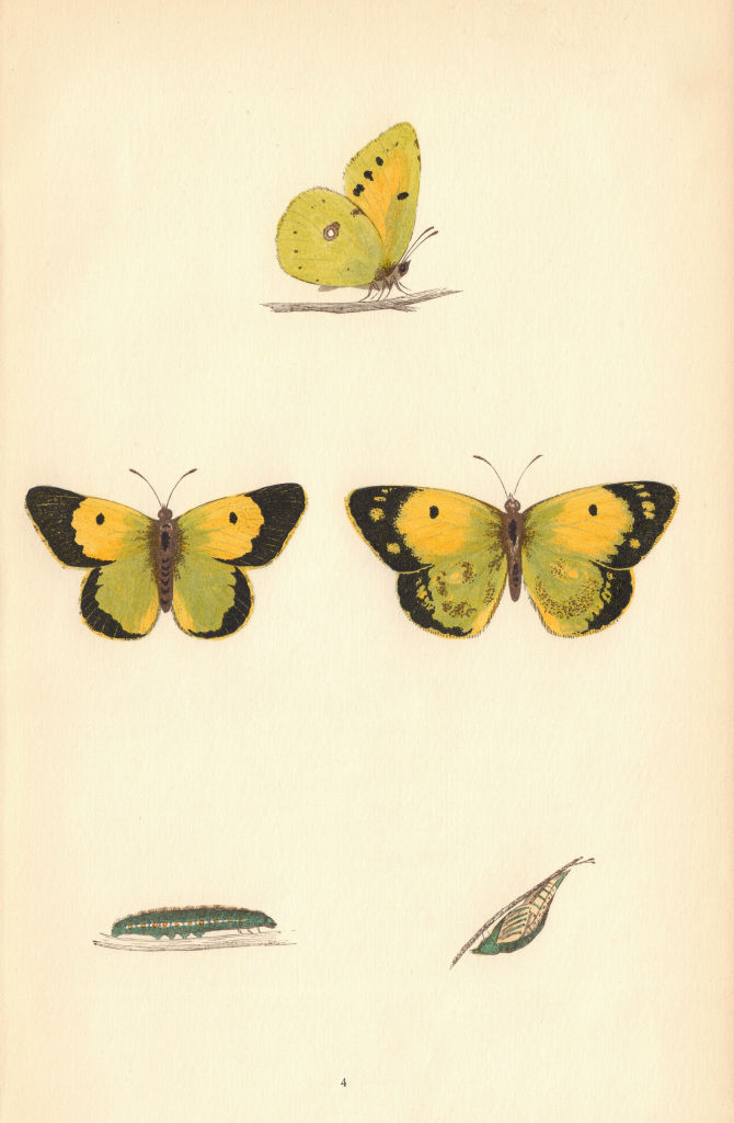 BRITISH BUTTERFLIES. Clouded Yellow. MORRIS 1865 old antique print picture