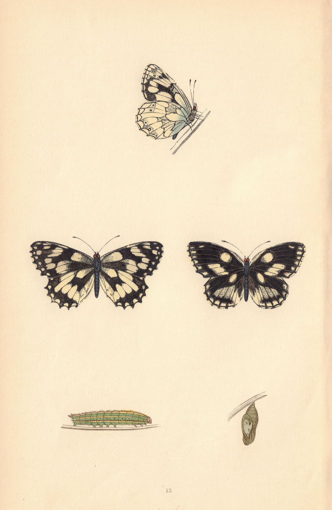 BRITISH BUTTERFLIES. Marbled White. MORRIS 1865 old antique print picture
