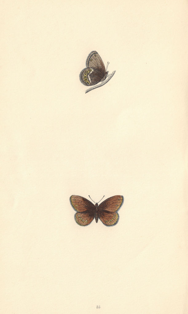 Associate Product BRITISH BUTTERFLIES. Silver-bordered Ringlet. MORRIS 1865 old antique print