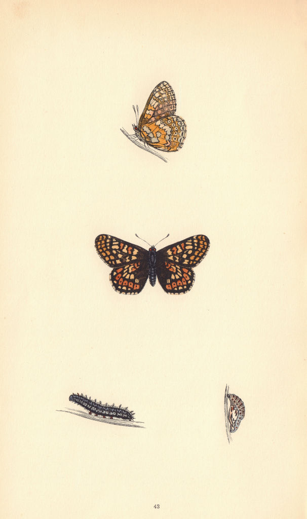 BRITISH BUTTERFLIES. Greasy Fritillary. MORRIS 1865 old antique print picture