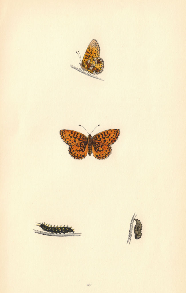 Associate Product BRITISH BUTTERFLIES. Small Pearl-bordered Fritillary. MORRIS 1865 old print