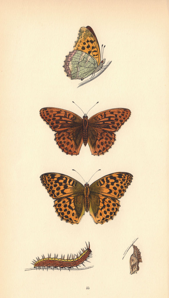 Associate Product BRITISH BUTTERFLIES. Silver-washed Fritillary. MORRIS 1865 old antique print