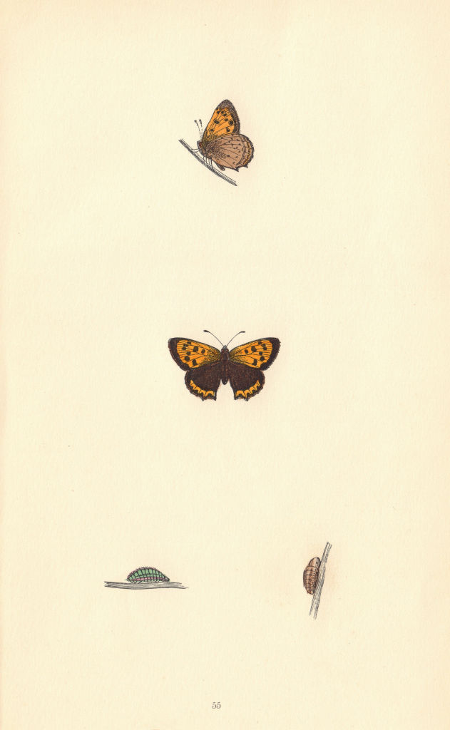 BRITISH BUTTERFLIES. Small Copper. MORRIS 1865 old antique print picture