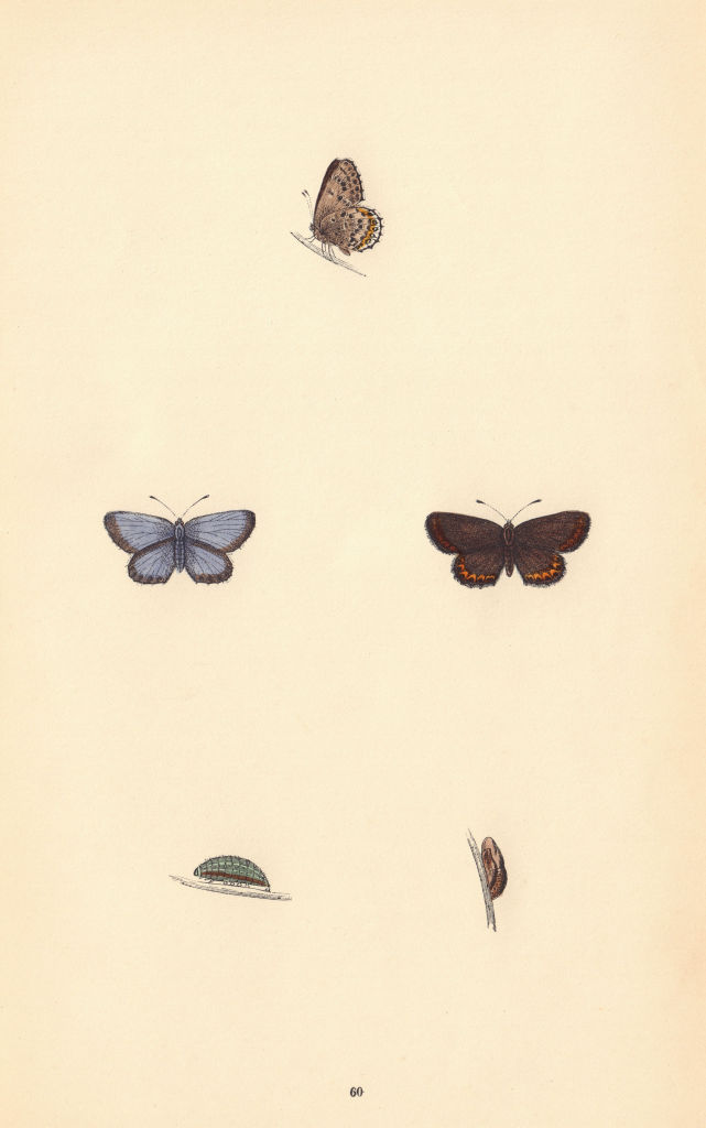 Associate Product BRITISH BUTTERFLIES. Silver-studded Blue. MORRIS 1865 old antique print