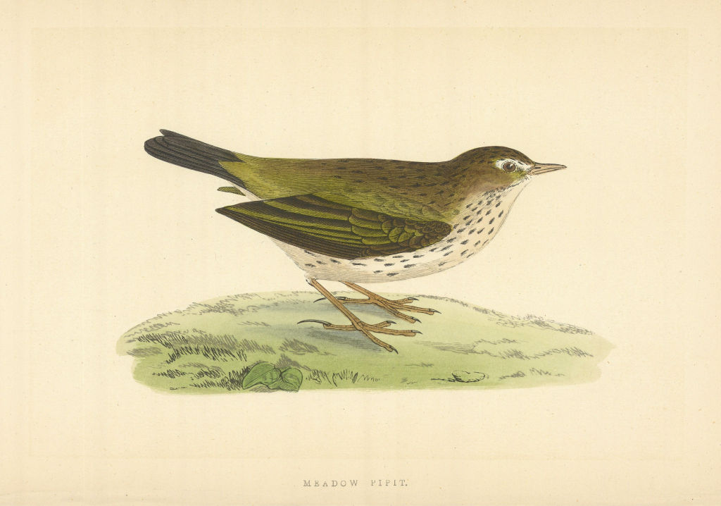 Associate Product Meadow Pipit. Morris's British Birds. Antique colour print 1868 old