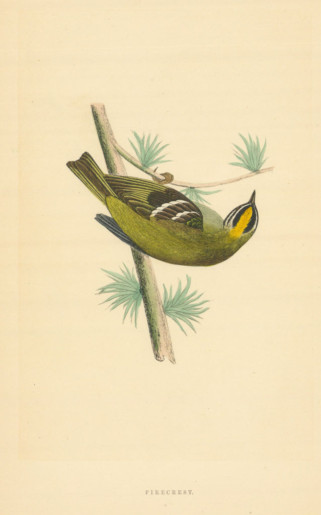 Firecrest. Morris's British Birds. Antique colour print 1868 old