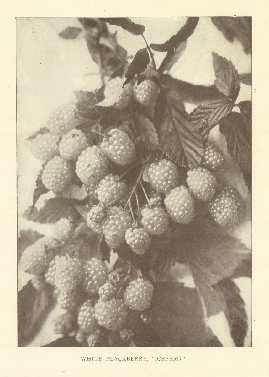 White Blackberry, "Iceberg.''. Fruit 1907 old antique vintage print picture