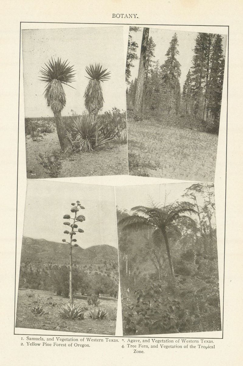 West Texas vegetation. Samuela Agave. Oregon Yellow Pine Forest 1907 old print