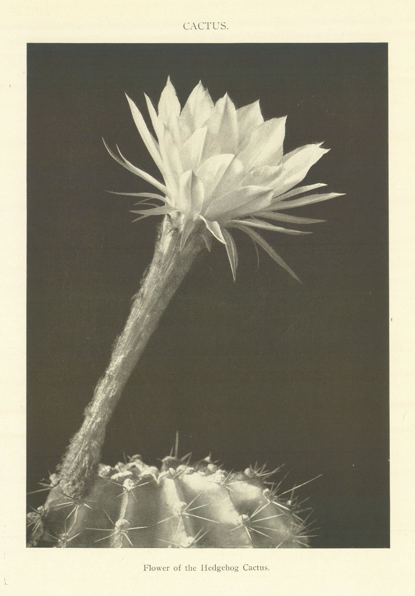 CACTUS Flower of the Hedgehog Cactus. Plants 1907 old antique print picture
