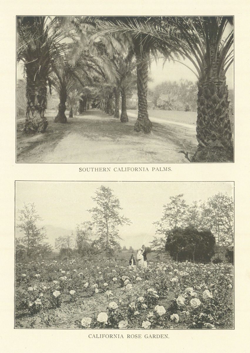 Southern California Palms. California Rose Garden 1907 old antique print
